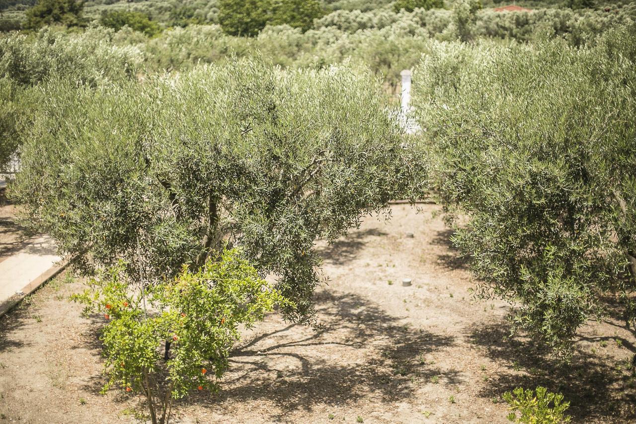 Olive Tree Apartments ฟูร์กา ภายนอก รูปภาพ